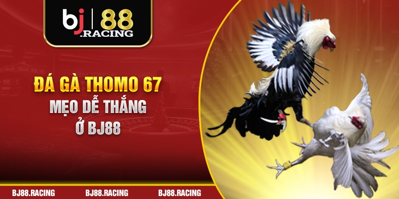 Đá gà Thomo 67 mẹo dễ thắng ở BJ88