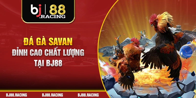 Đá gà Savan đỉnh cao chất lượng tại BJ88